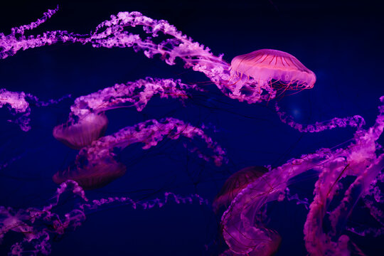 Enchanting Jellyfish in Vibrant Blue Aquarium Background