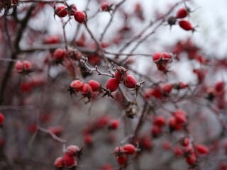 A close-up of vibrant red rose hips covered in sparkling frost on a first frosts.