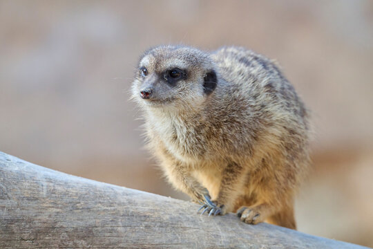 Meerkat perched on a log in natural sanctuary setting