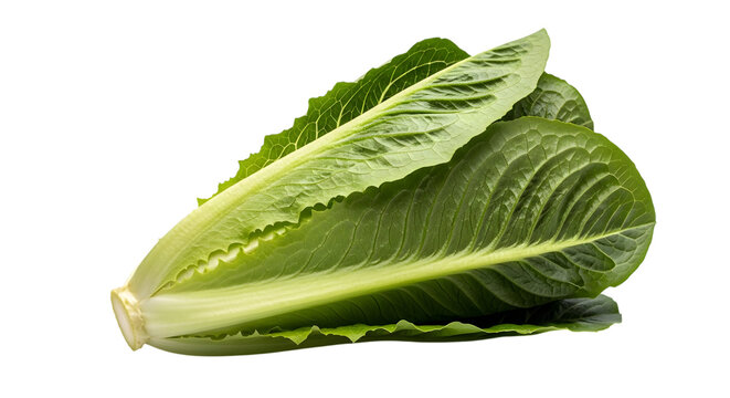 Fresh green romaine lettuce leaves with visible veins and serrated edges isolated on a transparent background