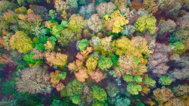 Aerial view of autumn foliage in The Chilterns, a vibrant mix of greens, yellows, and browns creating a textured canopy, Oxfordshire, United Kingdom.