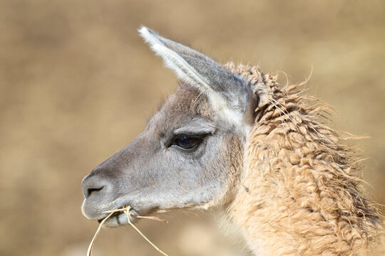 Guanaco side profile in natural habitat