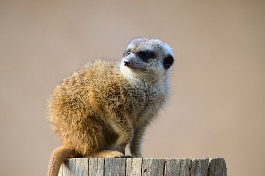 Meerkat perched on wooden post in wildlife sanctuary