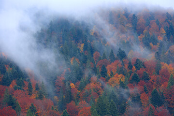 mist in Carpathians