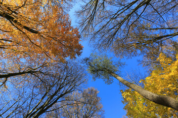 tall trees against the blue autumn sky