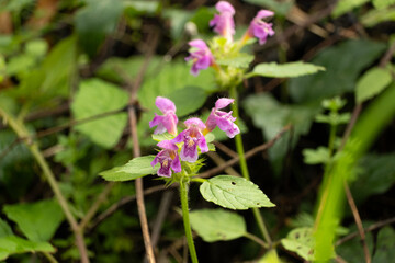 Fototapeta premium Pink Himalayan Balsam Flowers Blooming in Nature