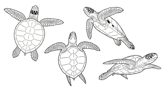 Sea turtles outline sketch collection