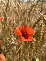 Blooming red poppy in close-up on a rye field. Wildflowers in the countryside on a sunny day against the background of wheat spikelets. Papaver.