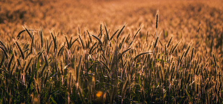 Golden hour summer grain field, Poland
