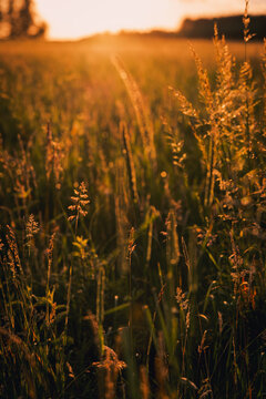 Golden hour summer grain field, Poland
