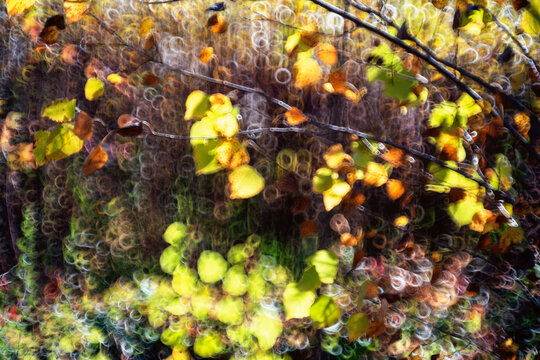 Abstract autumn leaves with bokeh effect in Cuenca