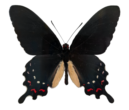 black butterfly, known as Parides alopius, displays its vibrant wings in a serene environment. The butterfly showcases intricate patterns with hints of color against a simple background.