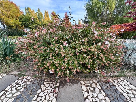 Blooming Abelia &times; grandiflora with delicate white-pink tubular flowers and glossy green foliage, creating a soft and elegant floral accent in a lush garden setting.