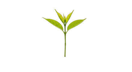 Fototapeta premium Plant sprout isolated on transparent background