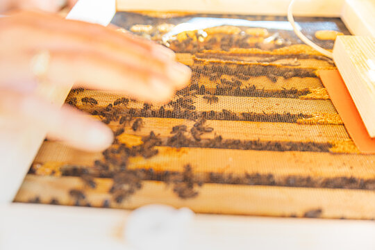 Beekeeping insights with Apis mellifera and honeybees