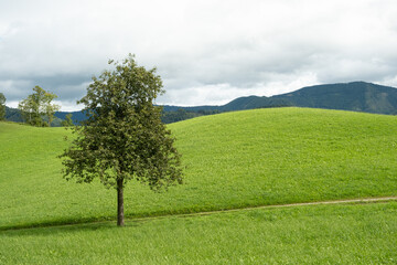 Idyllic Summer Landscape of a Green Rolling Hill and Solitary Tree