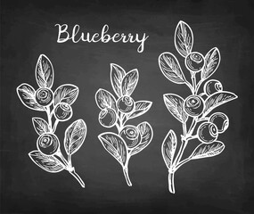 Blueberry branch chalk sketch.