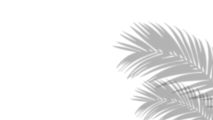 Realistic shadow of palm leaves on transparent PNG background. Black and white tropical coconut leaf and branches shadow background with blur overlay effect. Summer decoration natural palm leaf PNG. © LionStudio