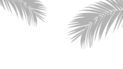 Realistic shadow of palm leaves on transparent PNG background. Black and white tropical coconut leaf and branches shadow background with blur overlay effect. Summer decoration natural palm leaf PNG. © LionStudio