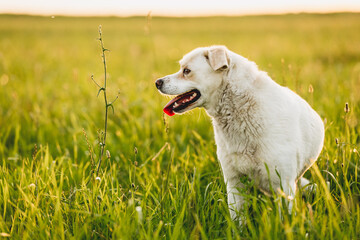 Happy mixed-breed dog in summer meadow at golden hour