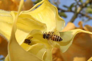 Honey Bee is extracting nector or pollen from Brugmansia or Angel's Trumpet flowers