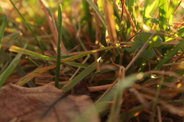 Golden Hour Grass and Fallen Leaves