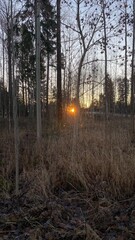 Sunset light shining through autumn forest trees