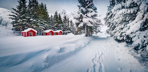 Fototapeta premium Stunning winter vscene of red wooden houses under the fresh snow. Panoramic morning view of fir tree forest in Lofoten islands, Vestvagoy, Norway, Europe. Traveling concept background.