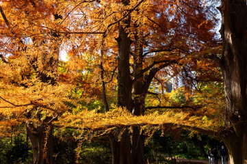 黄金色と橙色の紅葉が広がる秋の森林風景
