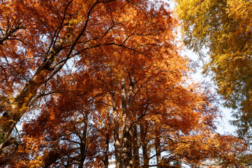 黄金色と橙色の紅葉が広がる秋の森林風景