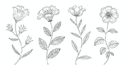 Elegant Botanical Floral Line Art &ndash; Thin Outline Flowers and Leaves Vector Design