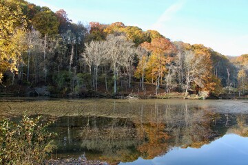 Autumn trees reflect on lake 
