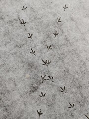 Top-down view of bird footprints and tracks imprinted on a thin layer of fresh white snow, creating a natural texture.
