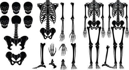 Human skeleton anatomy vector illustration, multiple views and bone components, educational medical reference, skull spine pelvis rib arm leg drawing