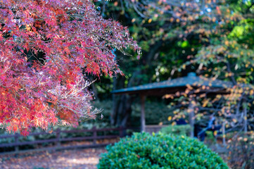 紅葉とぼけた東屋が彩る秋の庭園風景