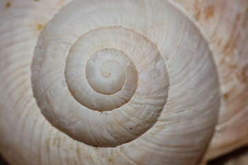 close up of empty snail shell