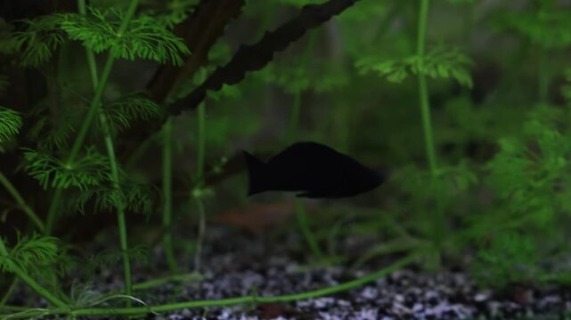 molly lepistes fishes in an aquarium