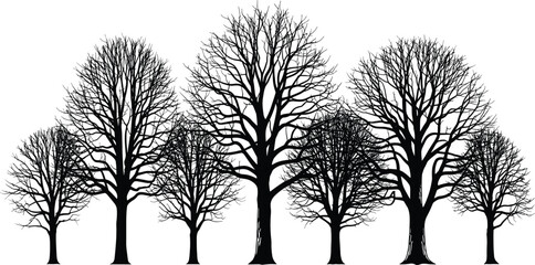 Obraz premium PrintCluster of Deciduous Trees with Intricate Branches for Winter, Autumn, Spooky Forest, and Nature Landscape Design Elements.
