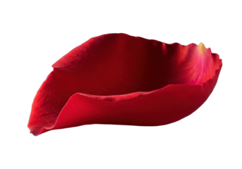 Vibrant red rose petal, torn, velvety, dewy, with intricate veins and micro-textures, extreme macro shot with dramatic raking light on clean transparent background, concept of natural fragility