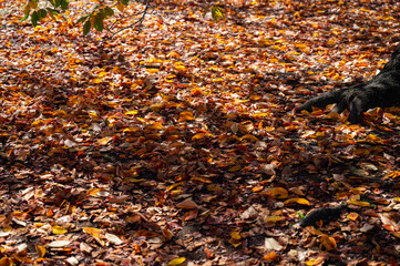 樹木の陰影とカラフルな落ち葉の自然背景