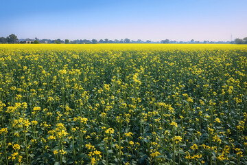 Obraz premium Mustard flower fields in Punjab India clear blue sky