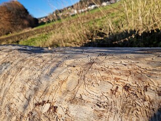 Borkenk&auml;fer - G&auml;nge