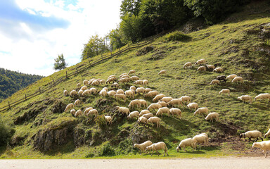 A herd of sheep grazing on a steep hill