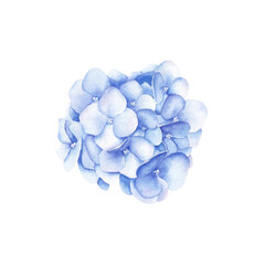 Watercolor bouquet of violet hydrangea flowers. Hand drawn illustration isolated on white background