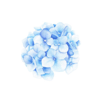 Watercolor bouquet of blue hydrangea flowers. Hand drawn illustration isolated on white background