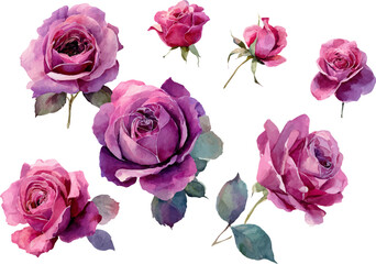 Fototapeta premium set of pink roses