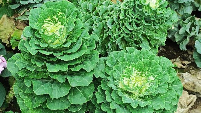 Ornamental cabbage