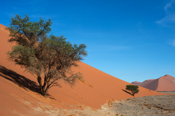 desert trees dunes. Sossusvlei, Namibia