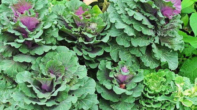 Ornamental cabbage