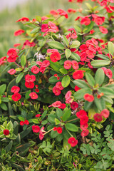 Bright red crown-of-thorns flowers with lush green leaves in a vibrant tropical garden close-up.